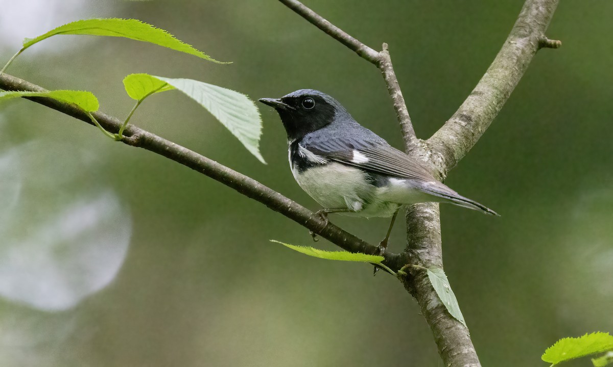 Black-throated Blue Warbler - ML622151353