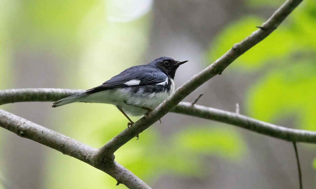 Black-throated Blue Warbler - ML622151354