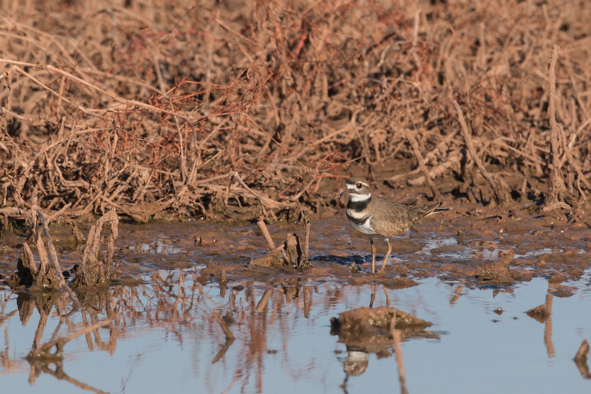 Killdeer - ML622151357