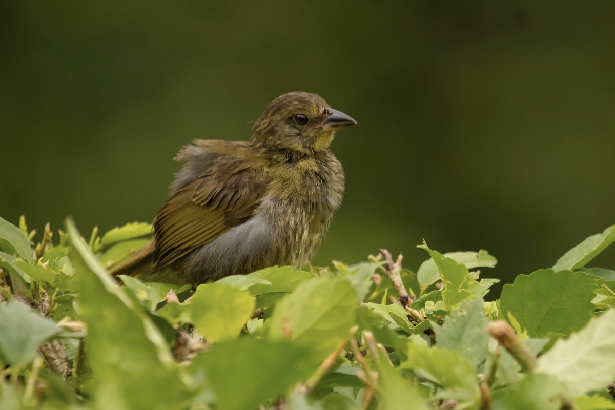 Black-striped Sparrow - Cailyn Buchanan