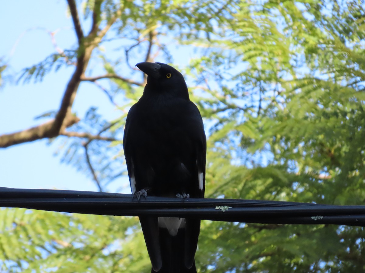 Pied Currawong - Greg Wark