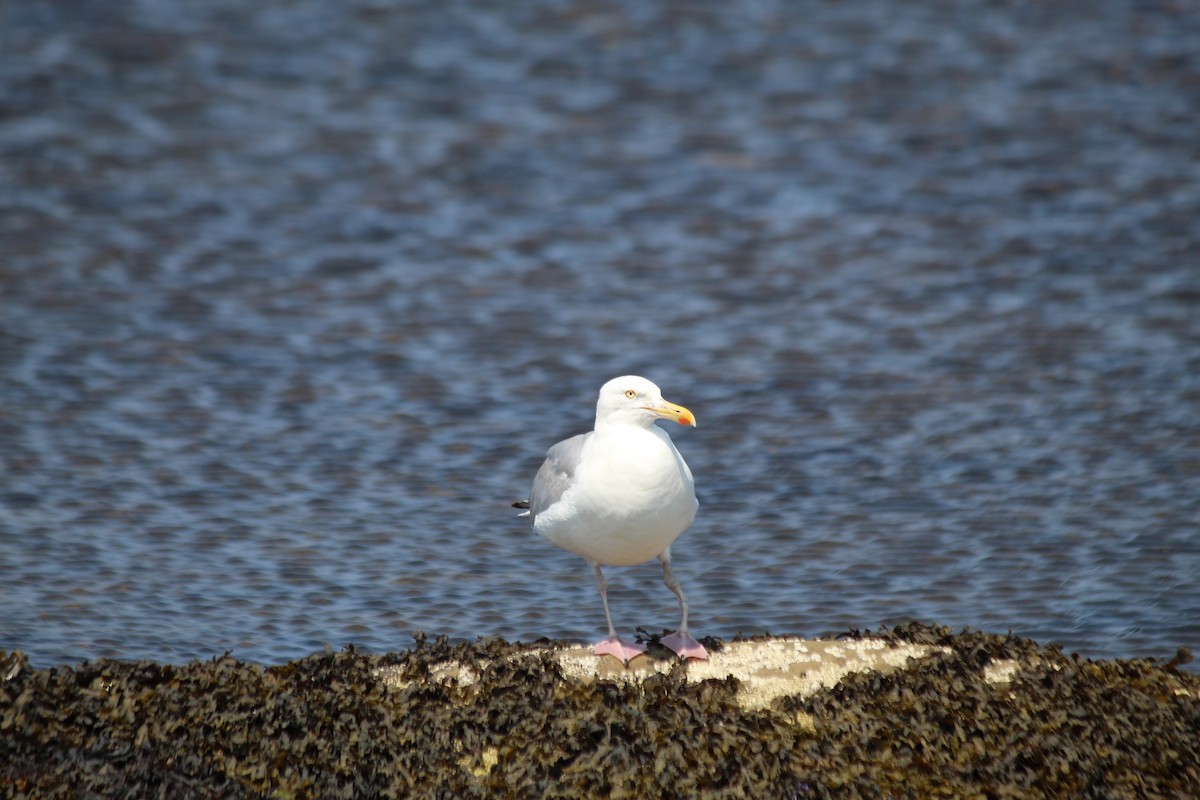 Herring Gull - ML622151361