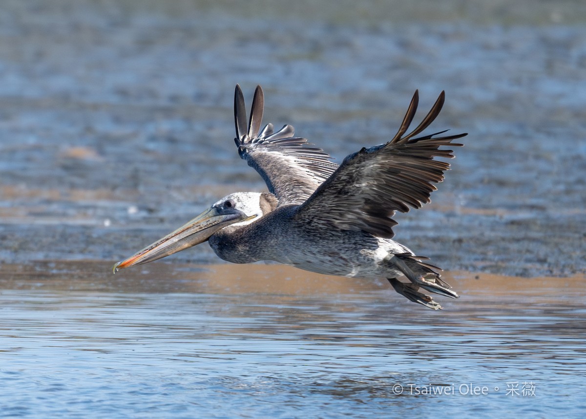 Brown Pelican - ML622151362