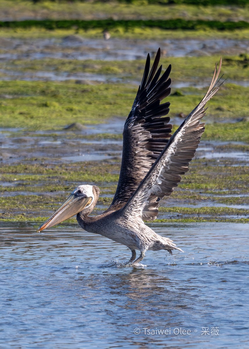 Brown Pelican - ML622151363