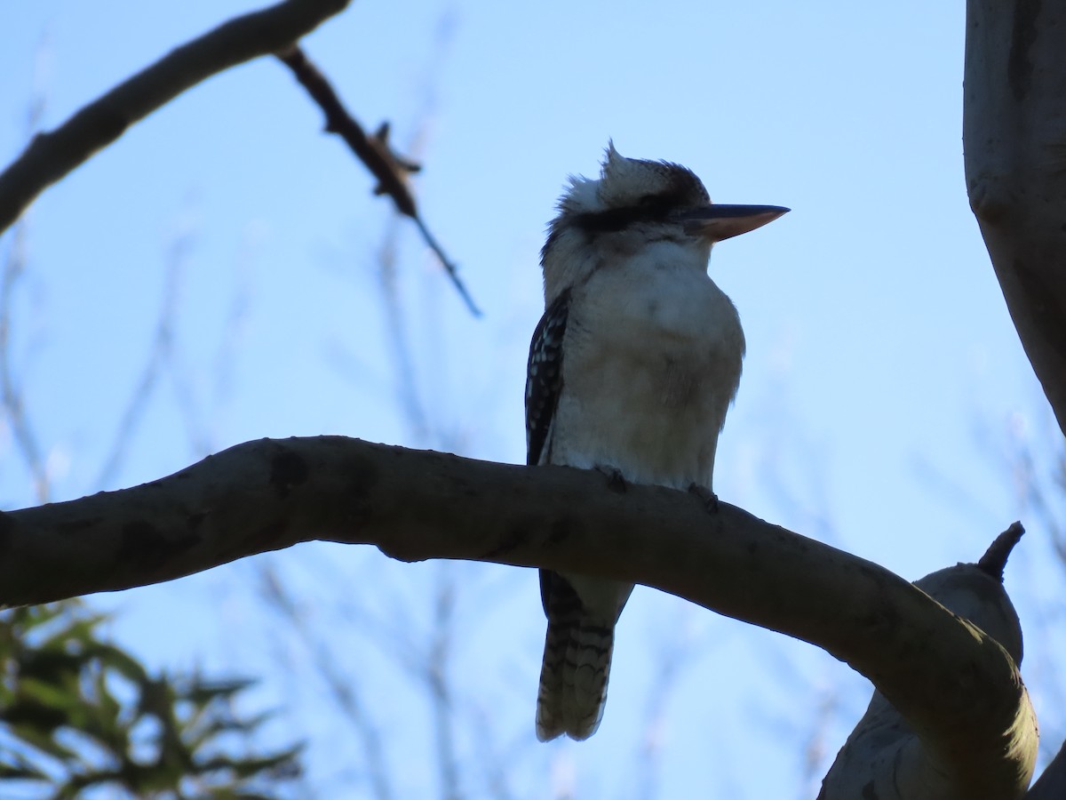 Laughing Kookaburra - ML622151364