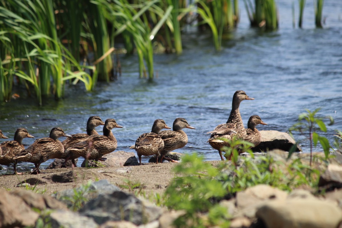 Mallard - ML622151365