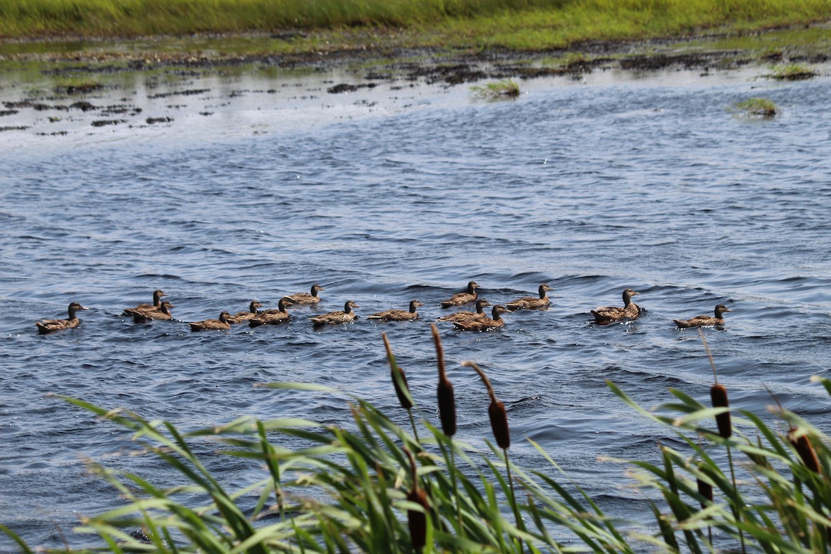 Mallard - ML622151366