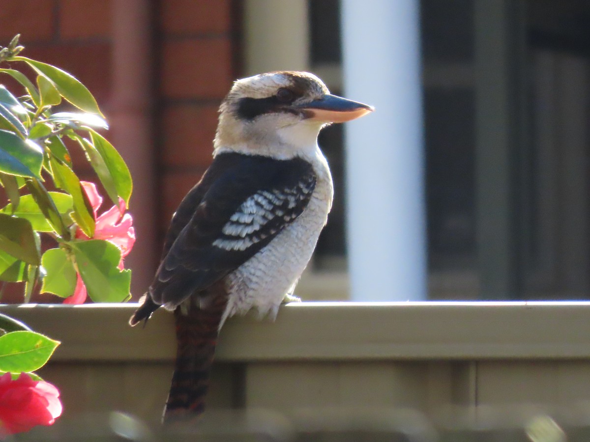 Laughing Kookaburra - ML622151367