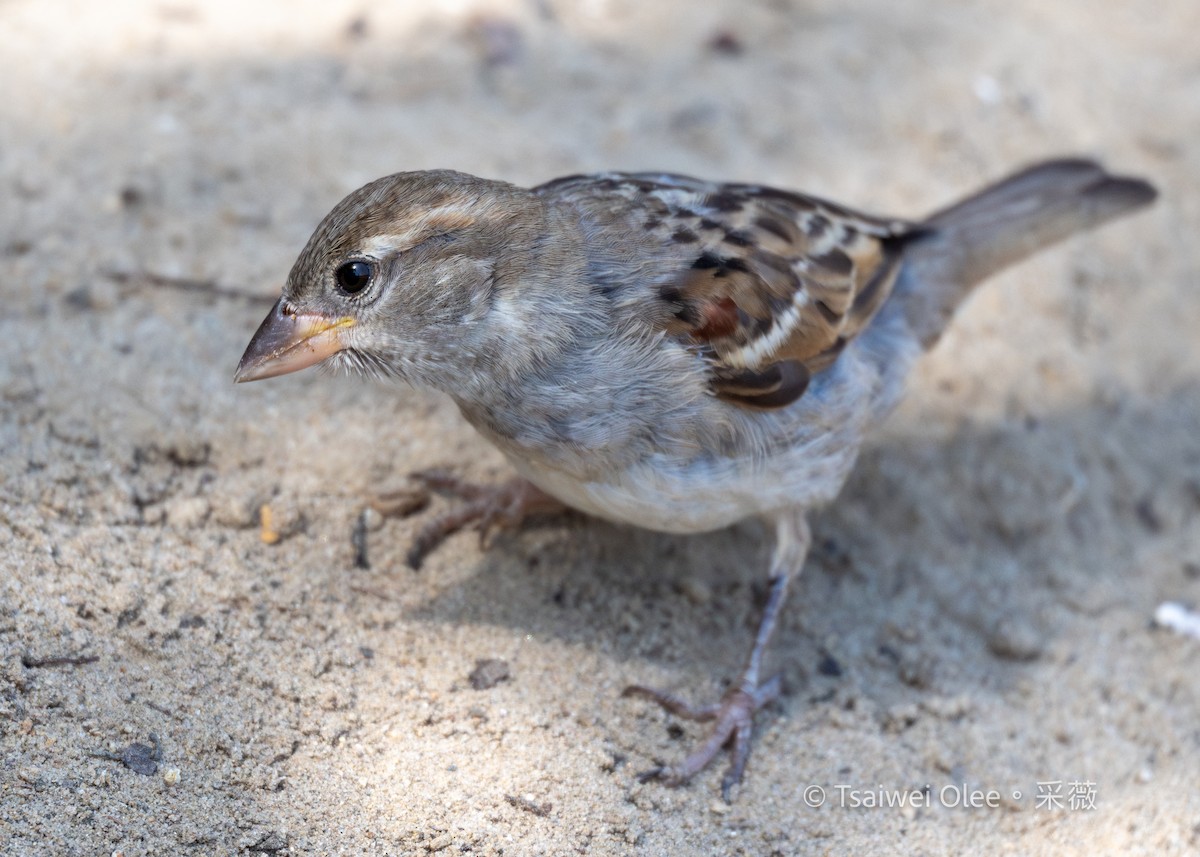 Moineau domestique - ML622151448