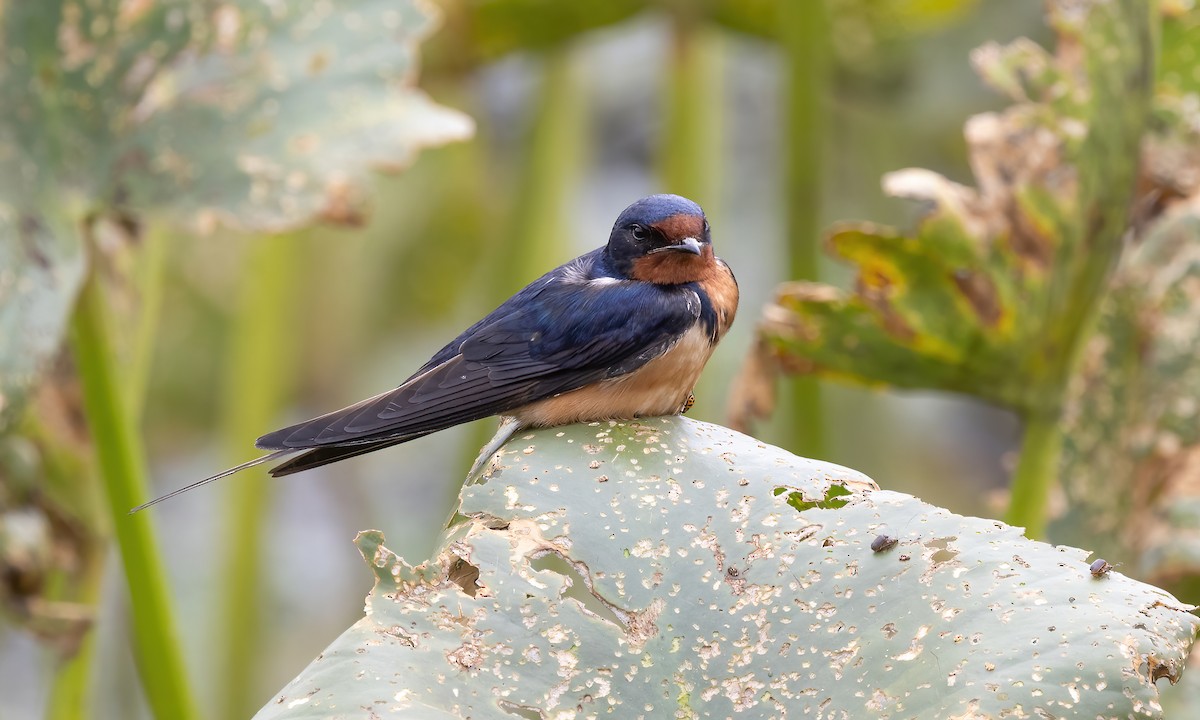 Barn Swallow (American) - Paul Fenwick