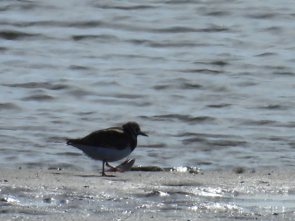 Ruddy Turnstone - ML622151497