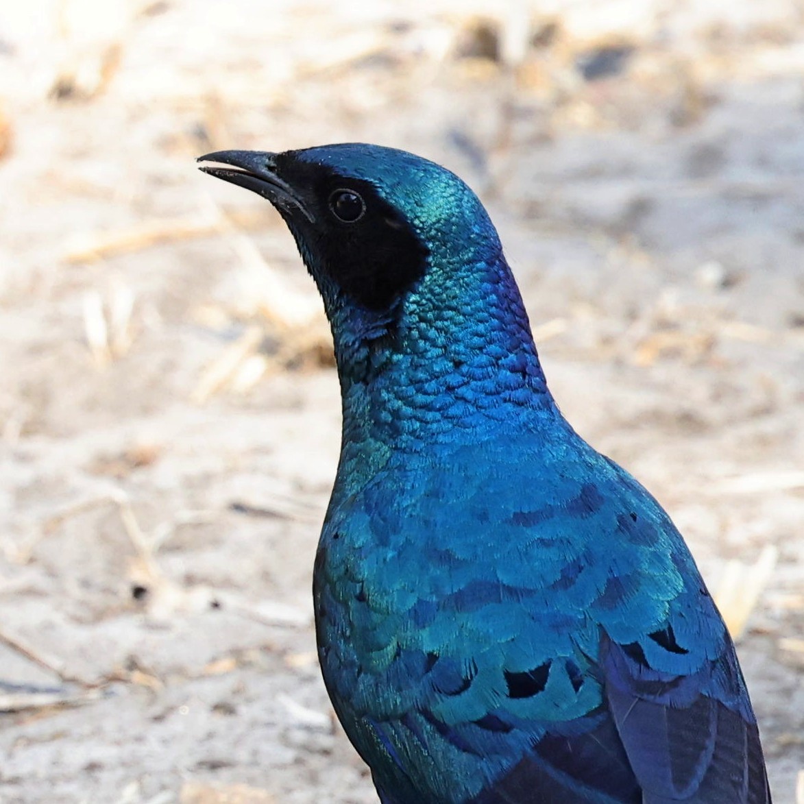 Burchell's Starling - ML622151596