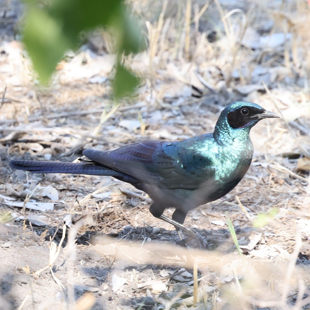 Burchell's Starling - ML622151597