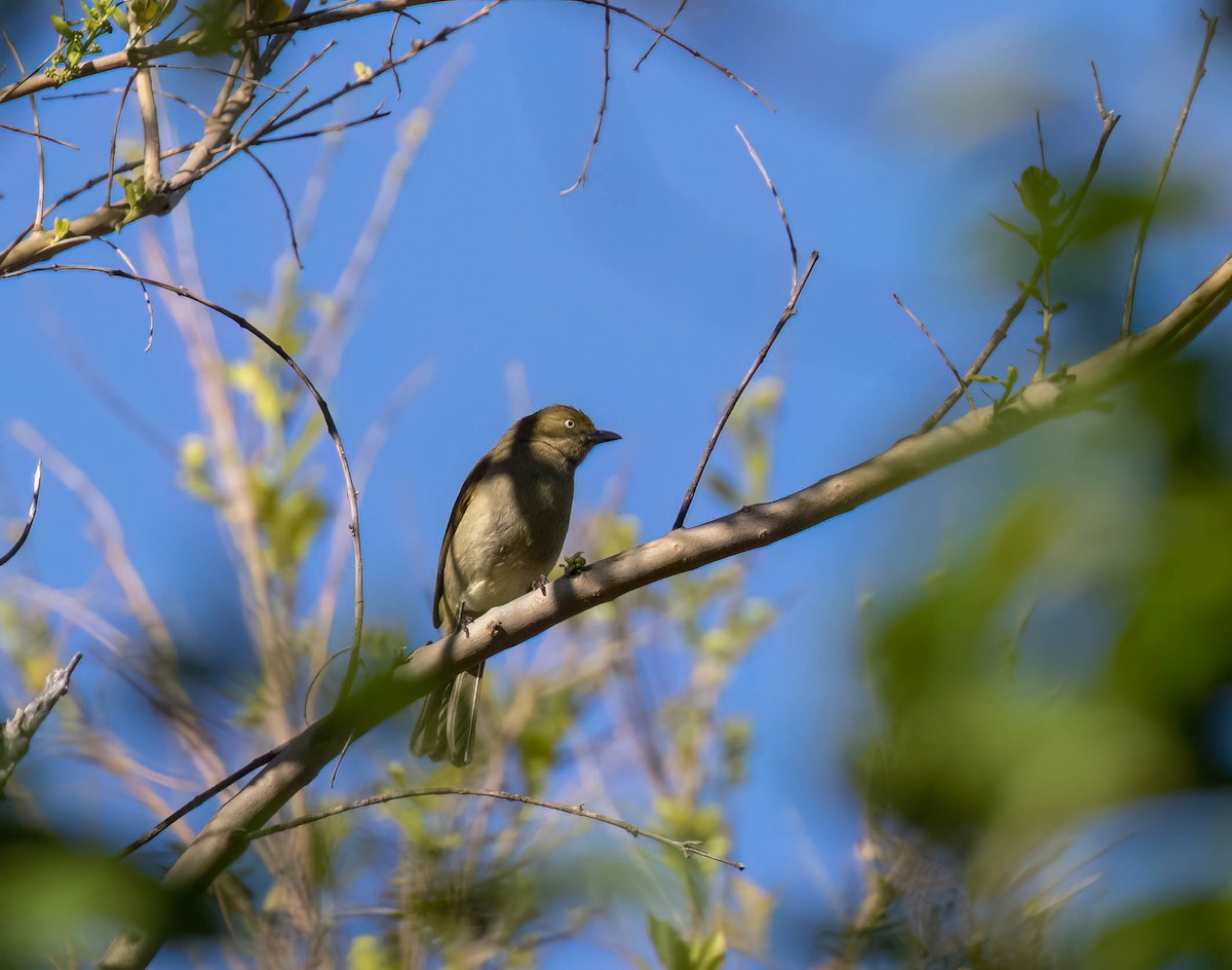 Sombre Greenbul - ML622151598