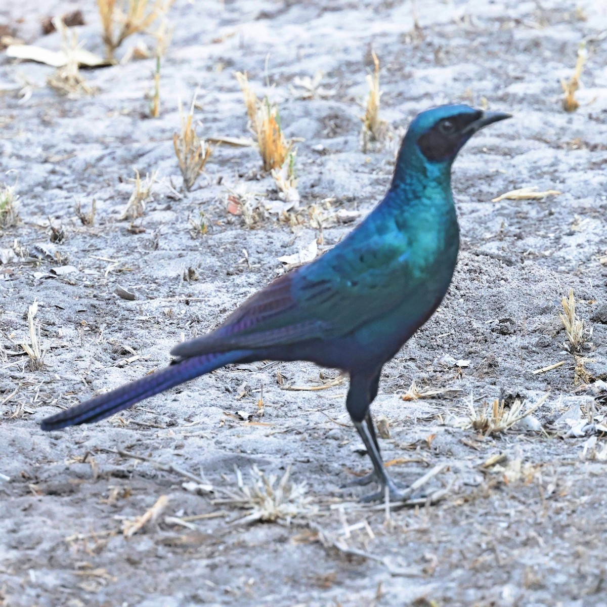 Burchell's Starling - ML622151599