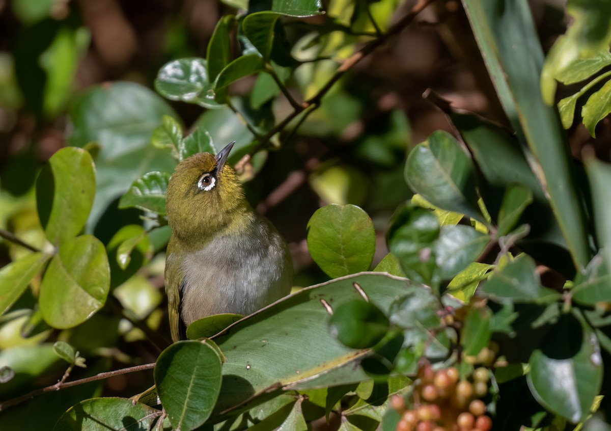 Cape White-eye - ML622151602