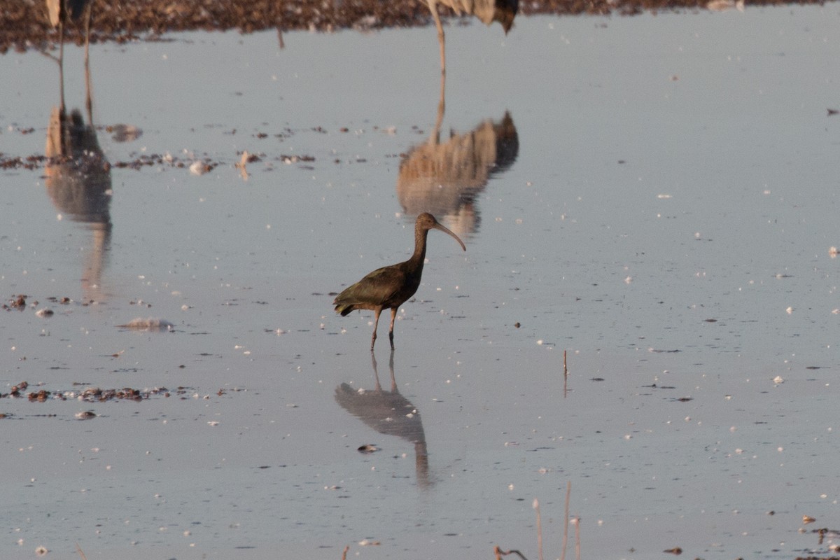 ibis americký - ML622151603