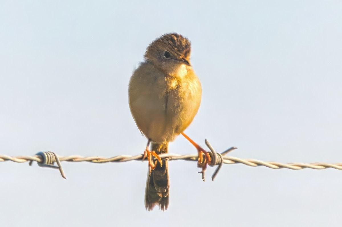 Golden-headed Cisticola - ML622151604