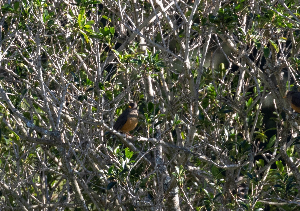 Olive Thrush - ML622151607