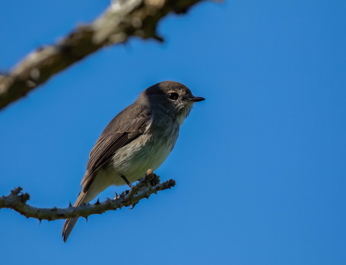 African Dusky Flycatcher - ML622151609