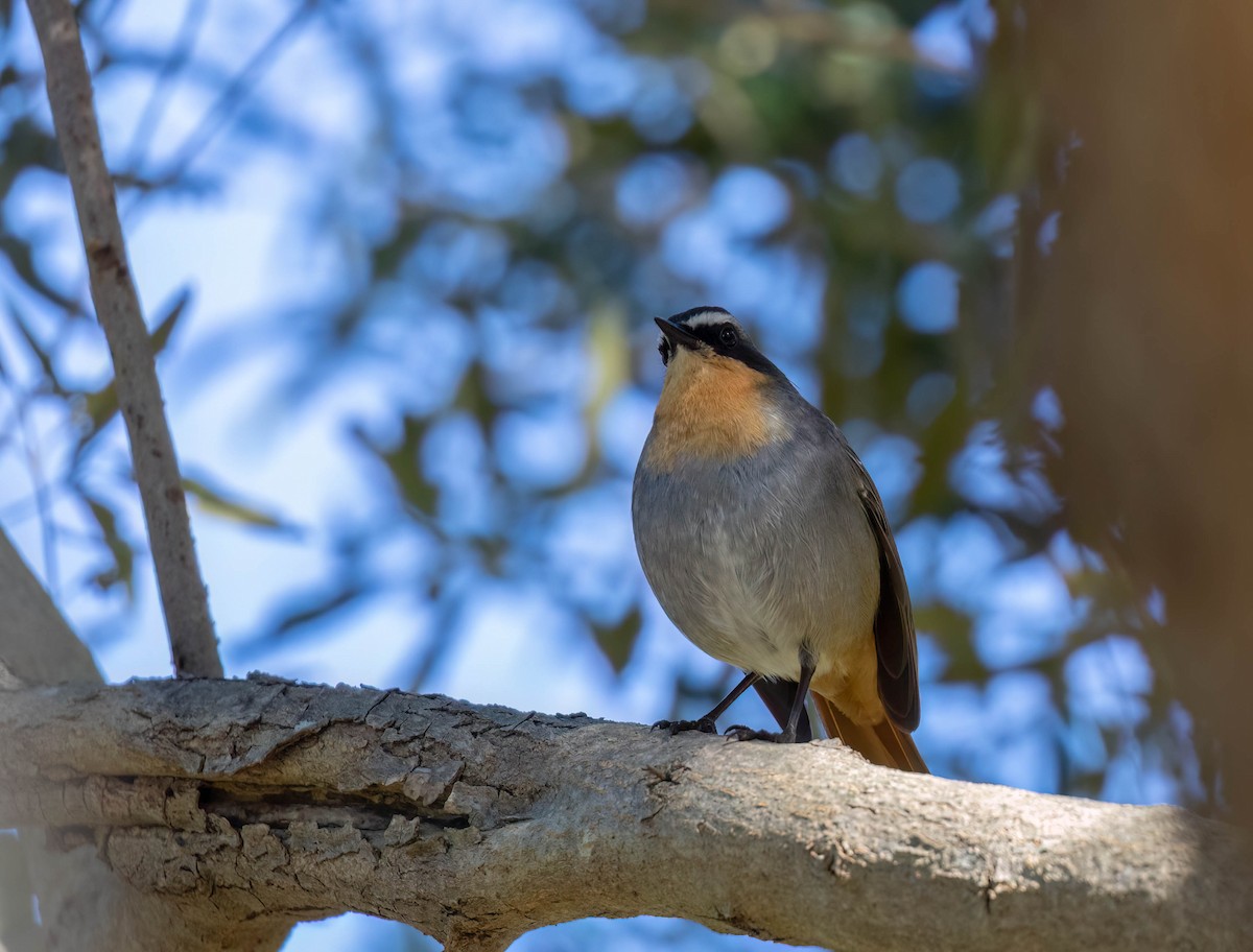 Cape Robin-Chat - ML622151610