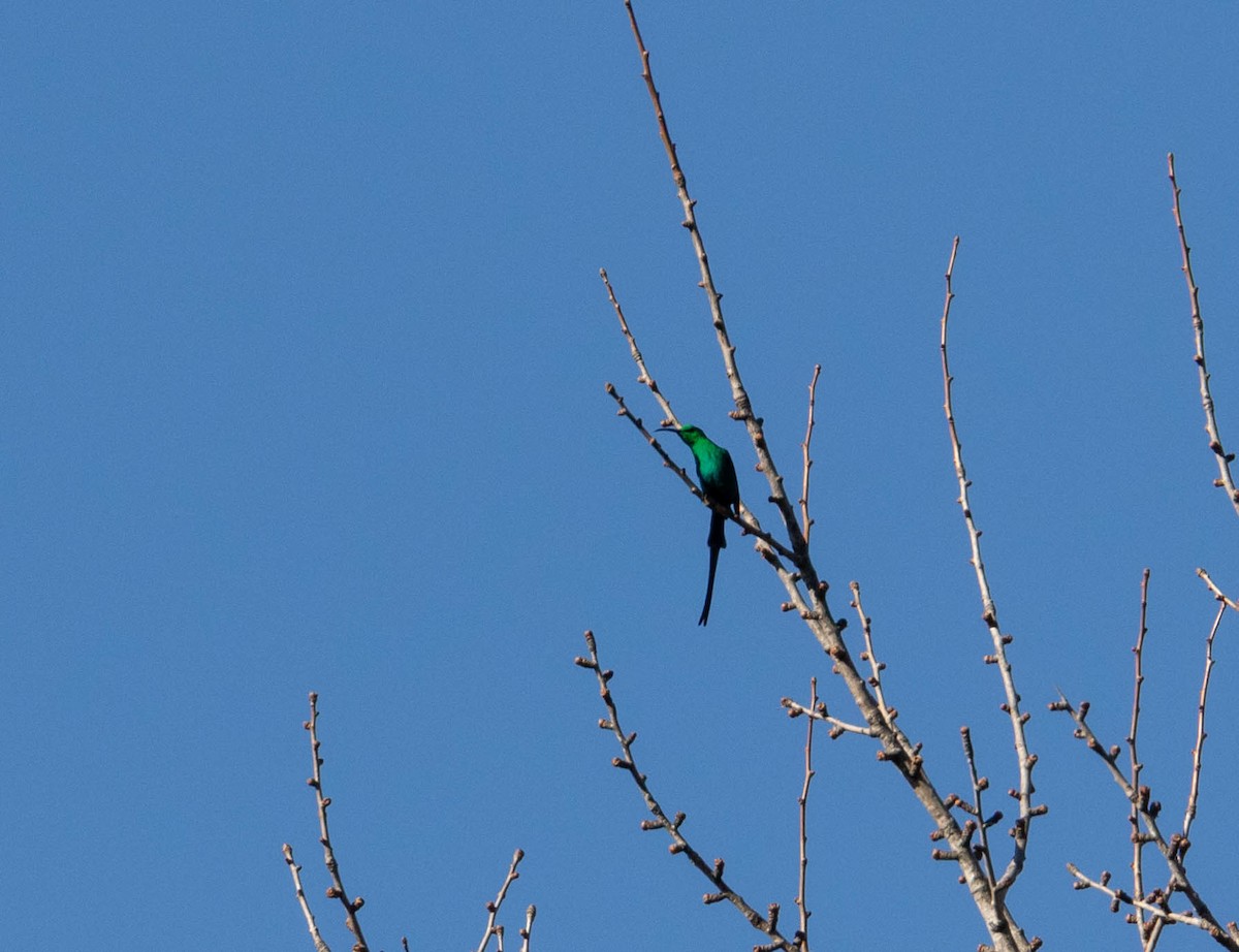 Malachite Sunbird - ML622151611