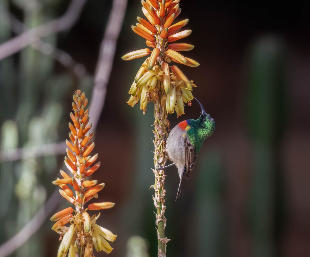 Southern Double-collared Sunbird - ML622151612
