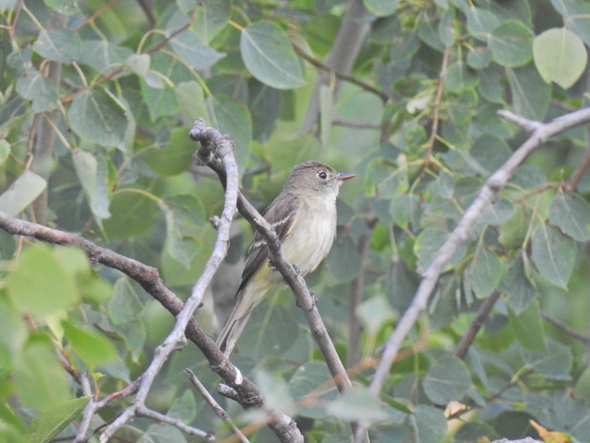 Alder Flycatcher - Zain Sirohey