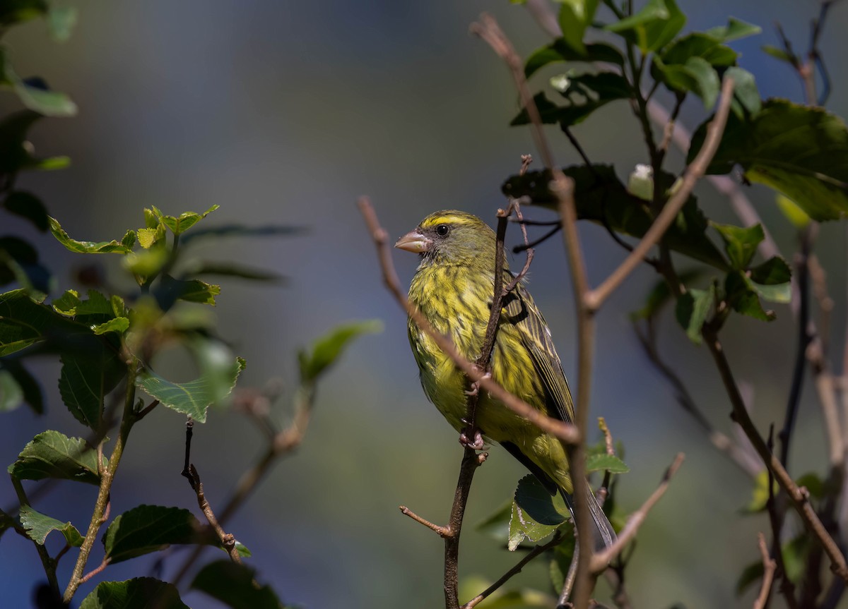 Forest Canary - ML622151615