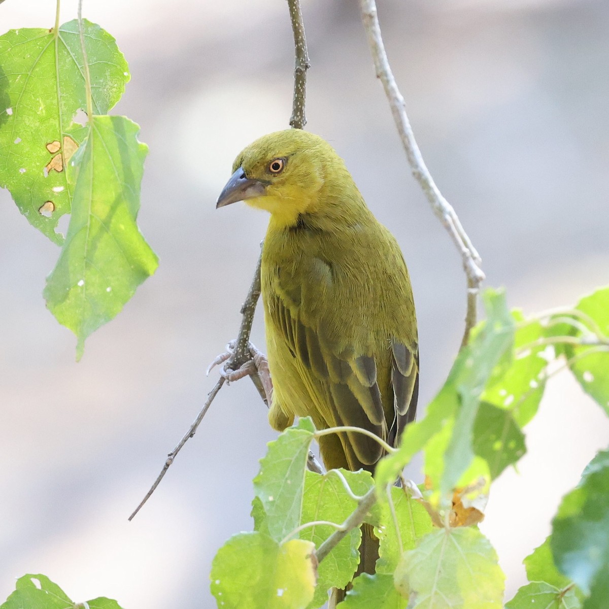 Holub's Golden-Weaver - Steve Mannix