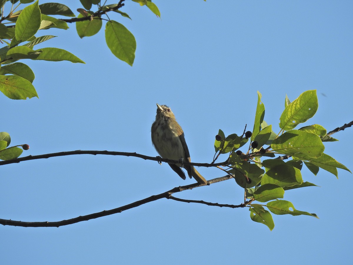 Rotaugenvireo - ML622151664