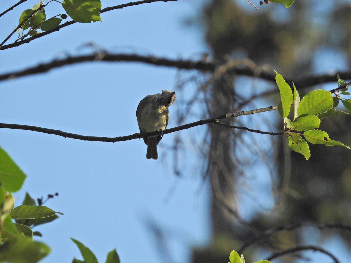 Red-eyed Vireo - Zain Sirohey