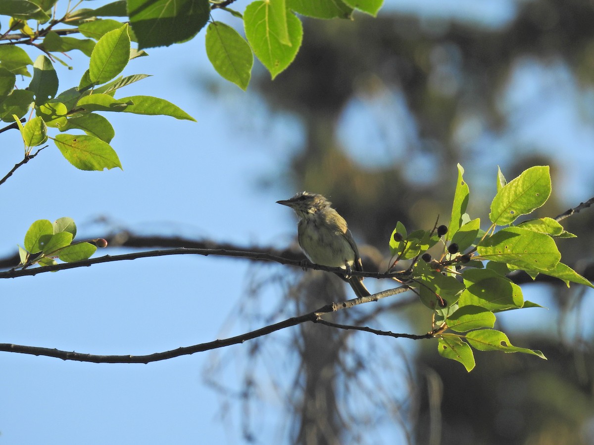 Rotaugenvireo - ML622151669