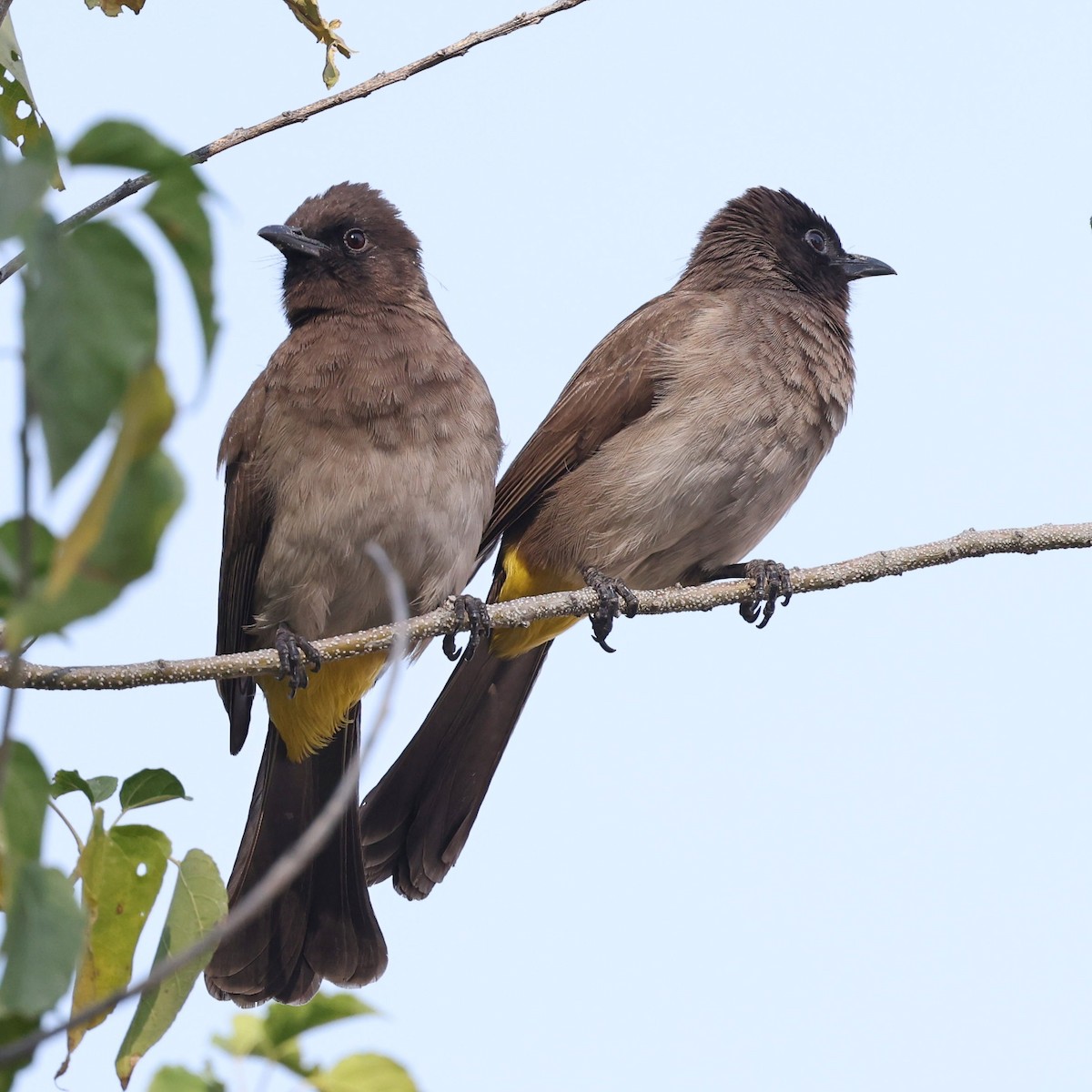 Common Bulbul (Dark-capped) - Steve Mannix