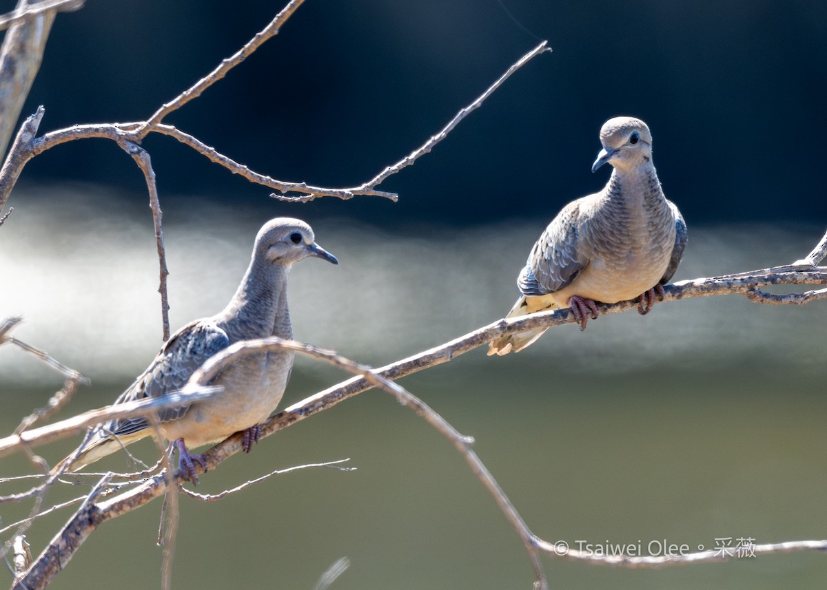 Mourning Dove - ML622151765