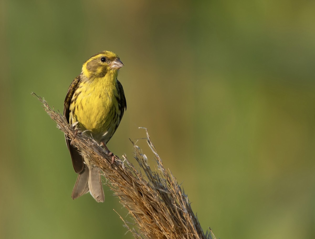 European Serin - ML622151890