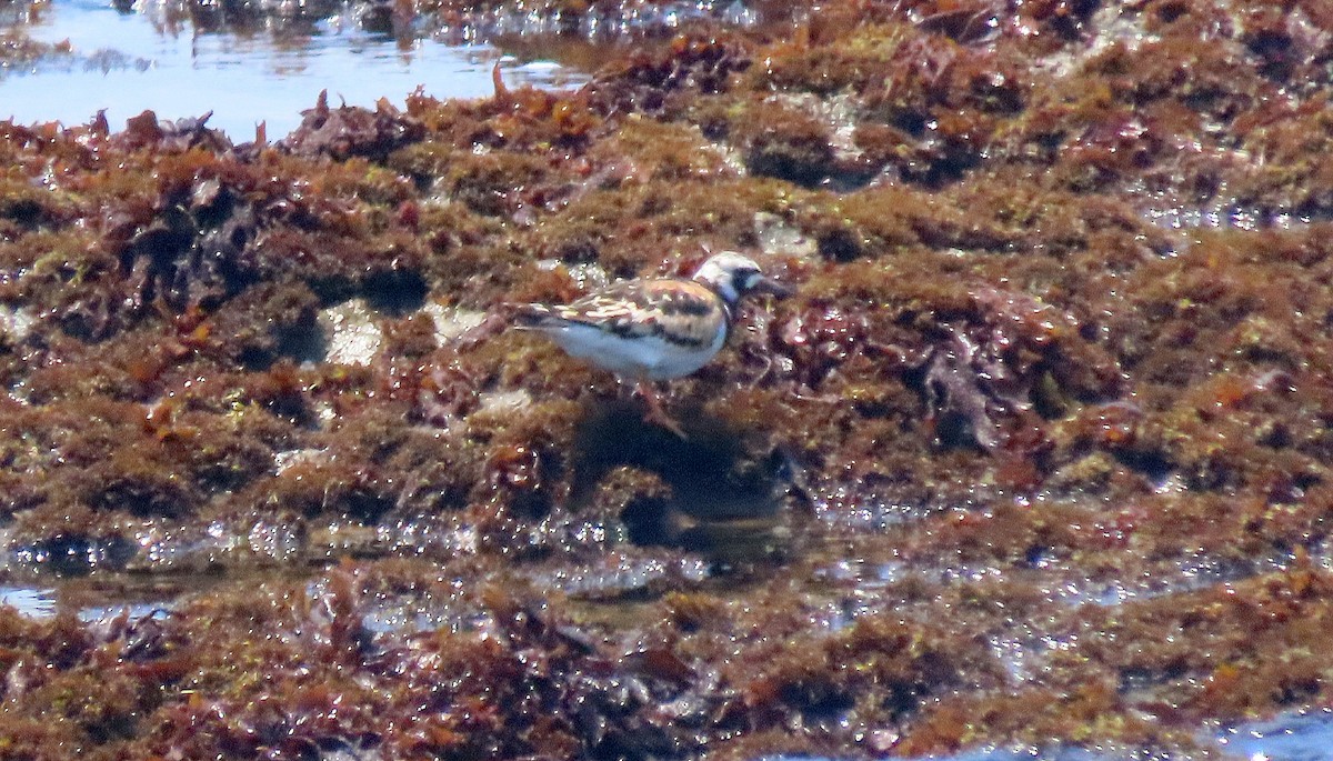 Ruddy Turnstone - ML622151922