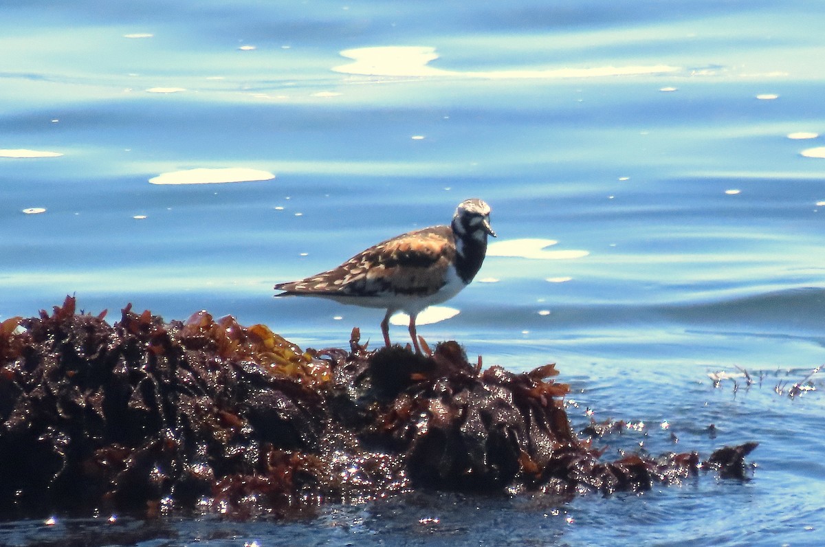 Ruddy Turnstone - ML622151950