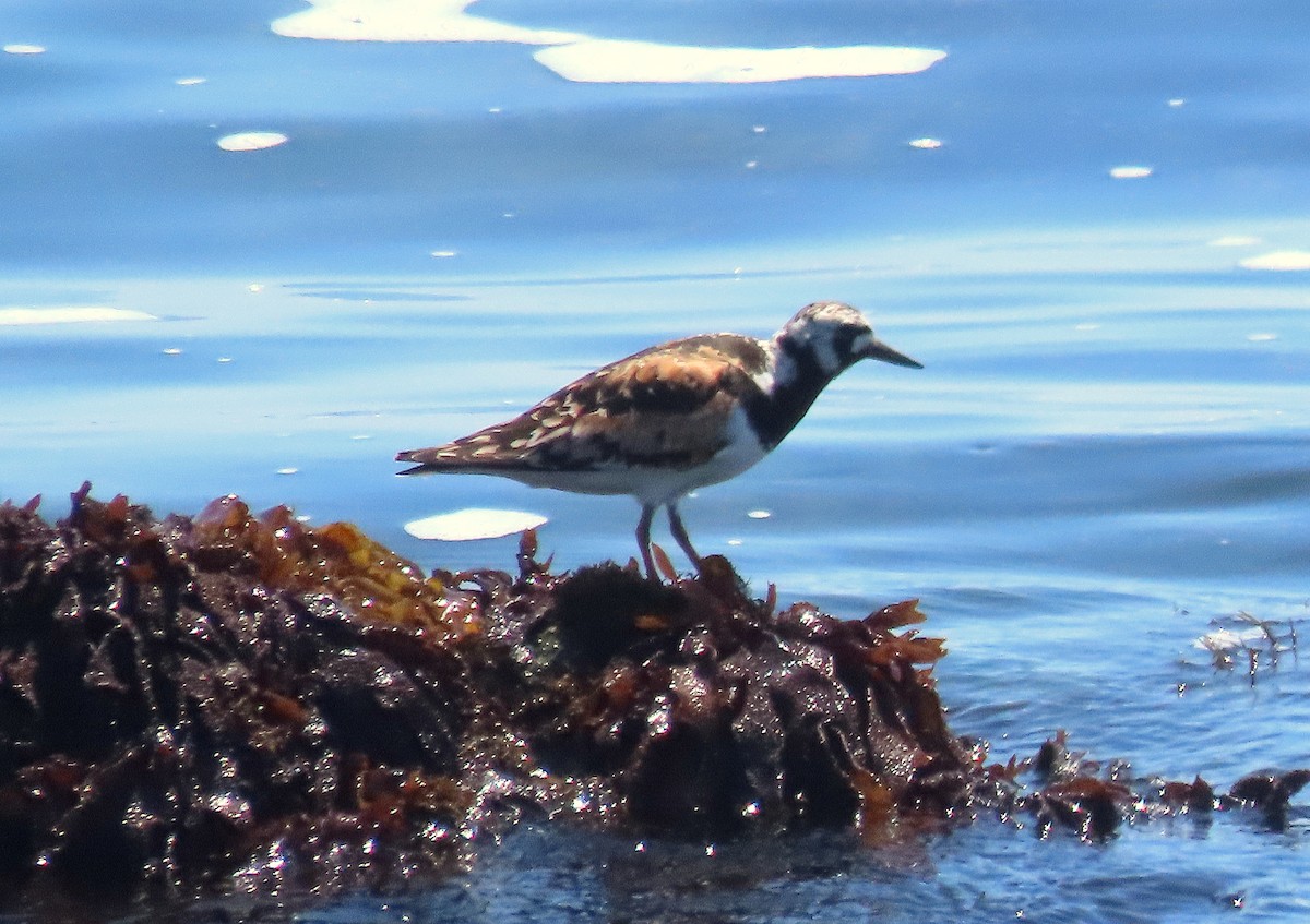 Ruddy Turnstone - ML622151973