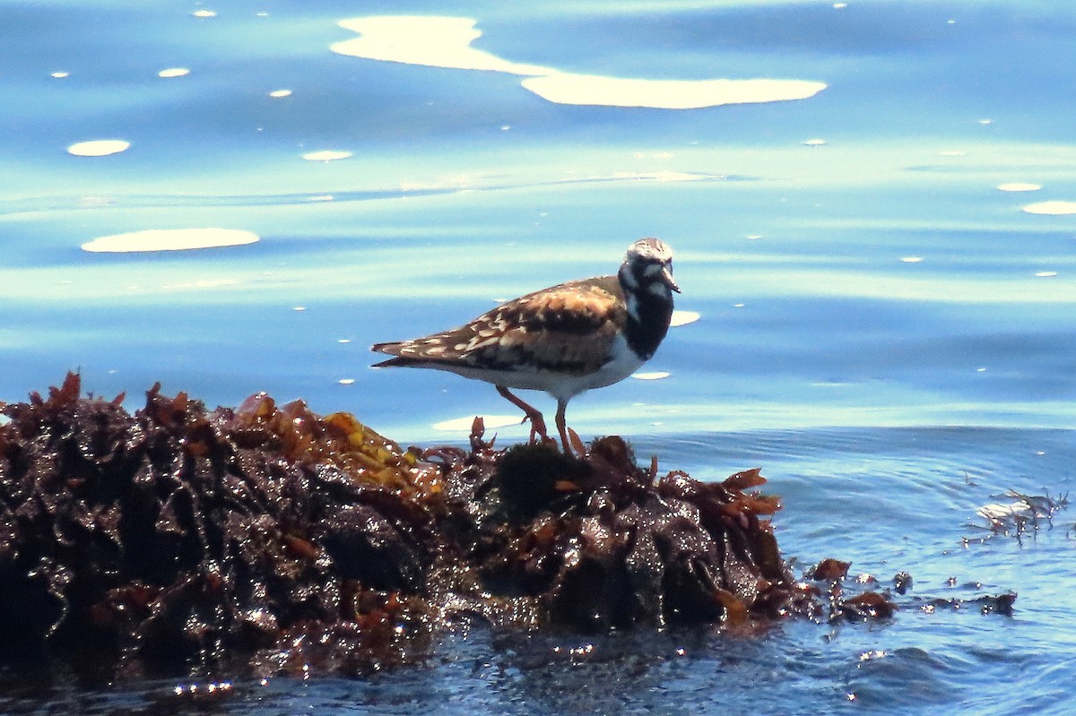 Ruddy Turnstone - ML622151978