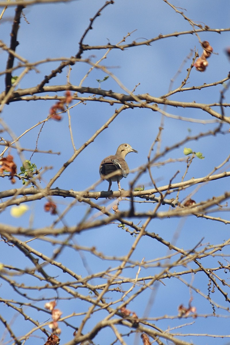 White-winged Dove - ML622151983