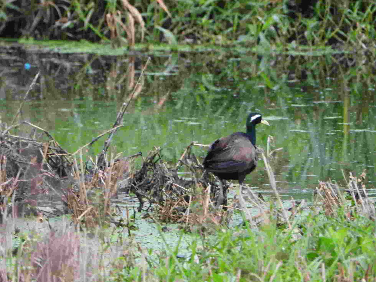 Bronzeblatthühnchen - ML622151985