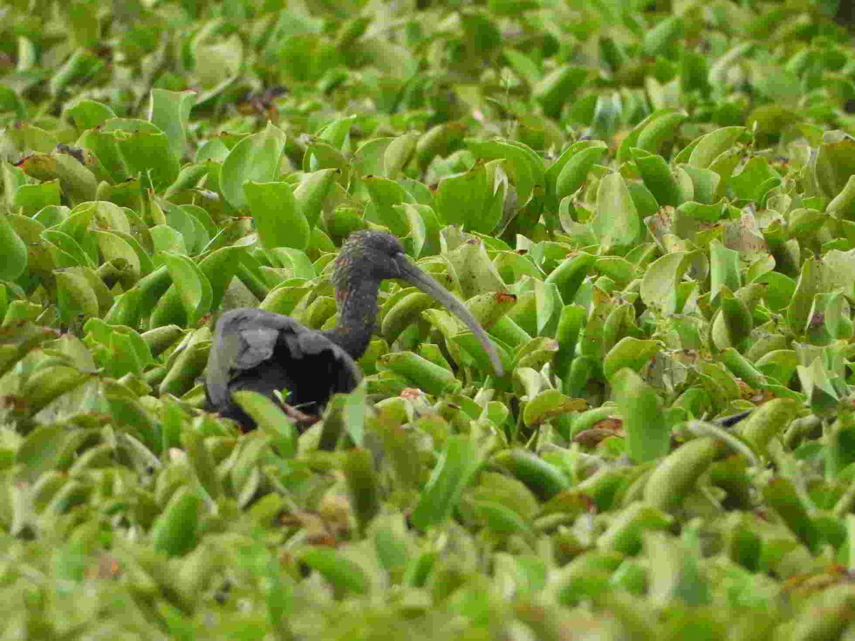 Glossy Ibis - ML622151988