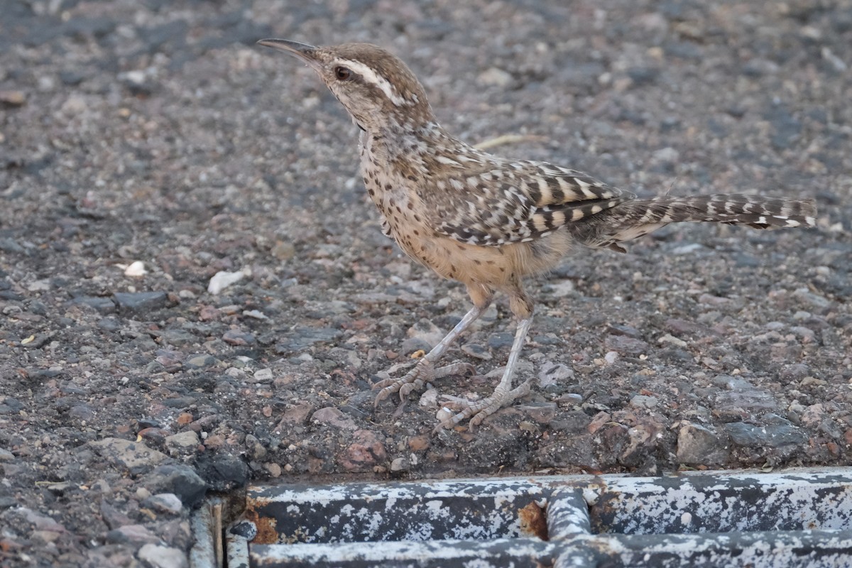 Cactus Wren - Todd DeVore