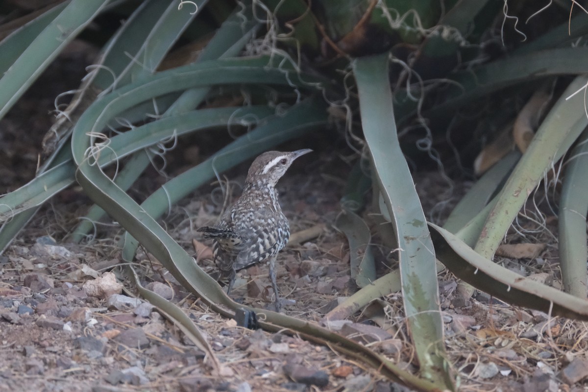 Cactus Wren - Todd DeVore