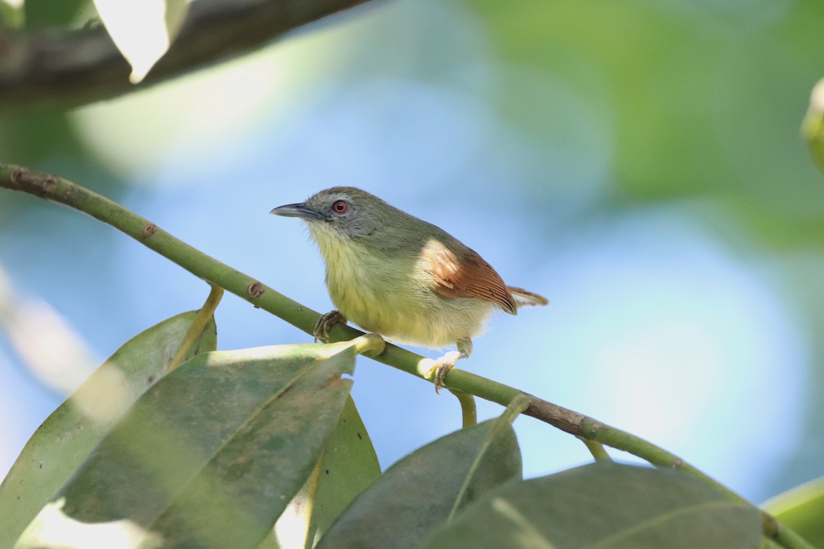 Pin-striped Tit-Babbler (Palawan) - ML622151995