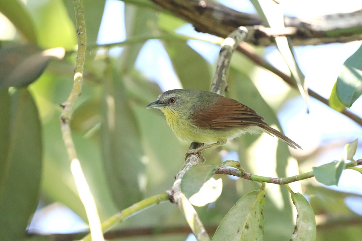 Pin-striped Tit-Babbler (Palawan) - ML622151998