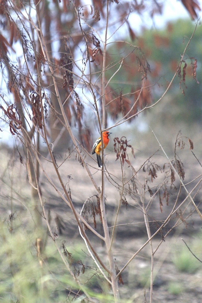 Streak-backed Oriole - ML622151999