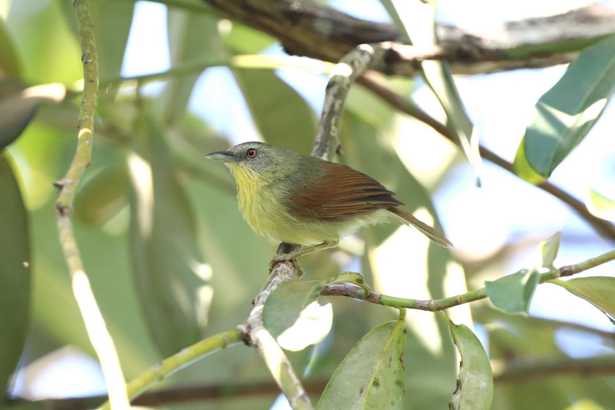 Pin-striped Tit-Babbler (Palawan) - Herman Viviers