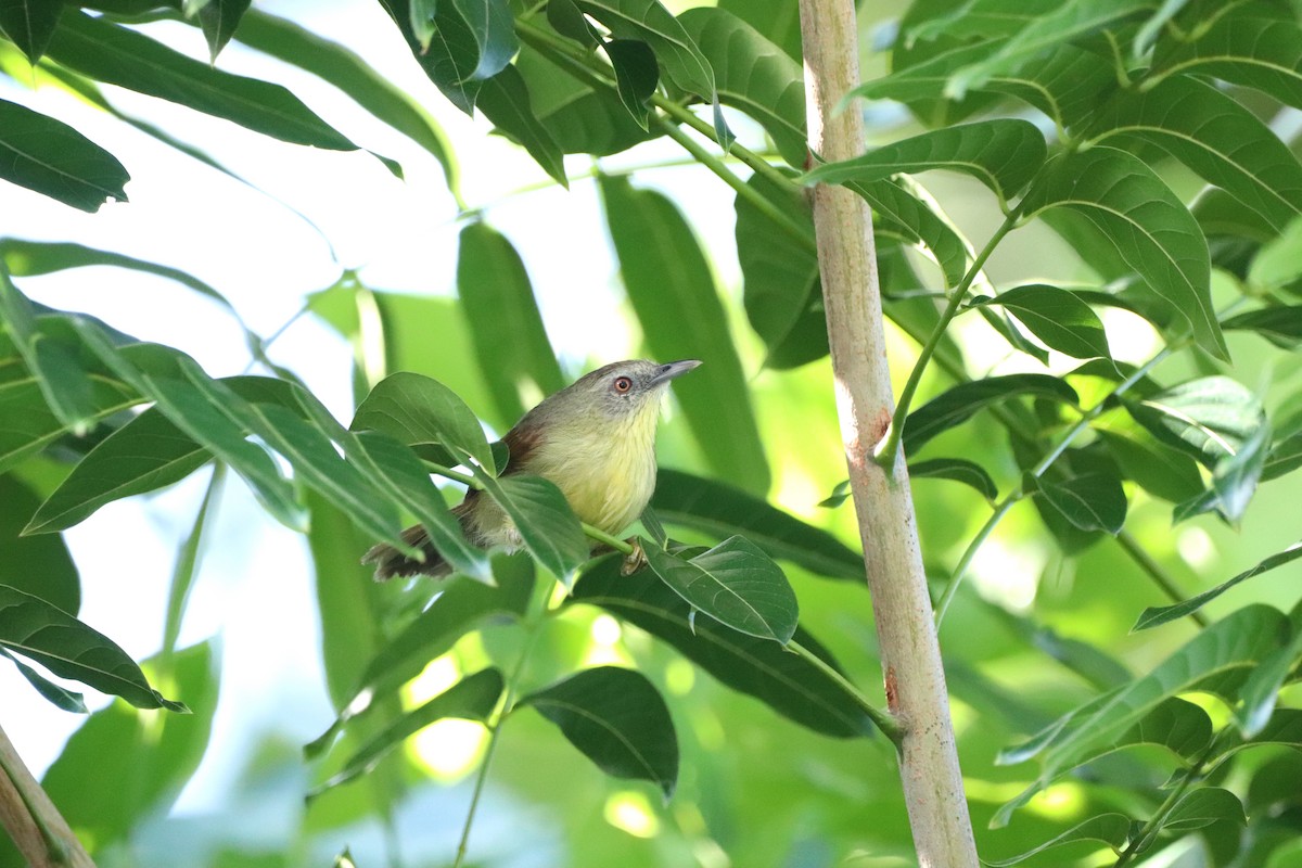 Pin-striped Tit-Babbler (Palawan) - ML622152007